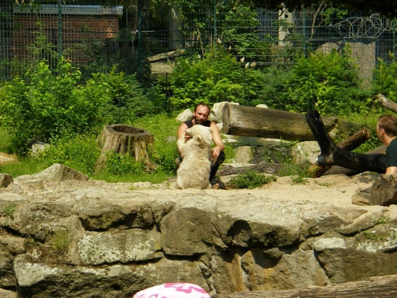 Knut_Juni07_big_10.jpg - Und immer wieder nuckeln :-)