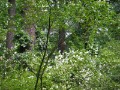 Knut_Juni07_big_02