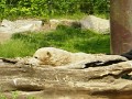 Knut_Juni07_big_09