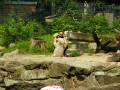 Knut_Juni07_big_10