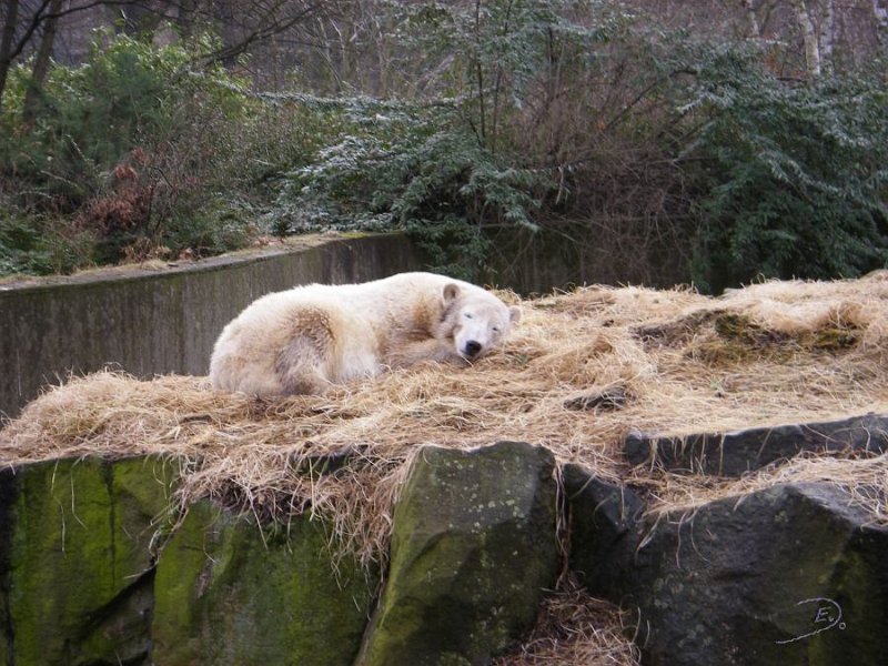 Knut_Januar08_big_04.jpg - aber natürlich muß die Gegend unter Beobachtung bleiben :-))