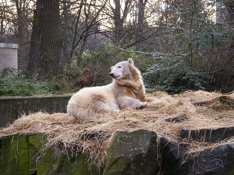 Knut_Januar08_big_09.jpg - Mal schauen, wer so alles da ist...