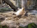 Knut_Januar08_big_01
