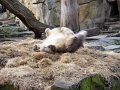 Knut_Januar08_big_02