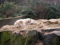 Knut_Januar08_big_04