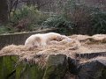 Knut_Januar08_big_06