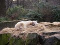 Knut_Januar08_big_07