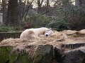 Knut_Januar08_big_08