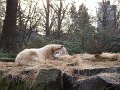 Knut_Januar08_big_11