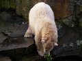 Knut_Januar08_big_17