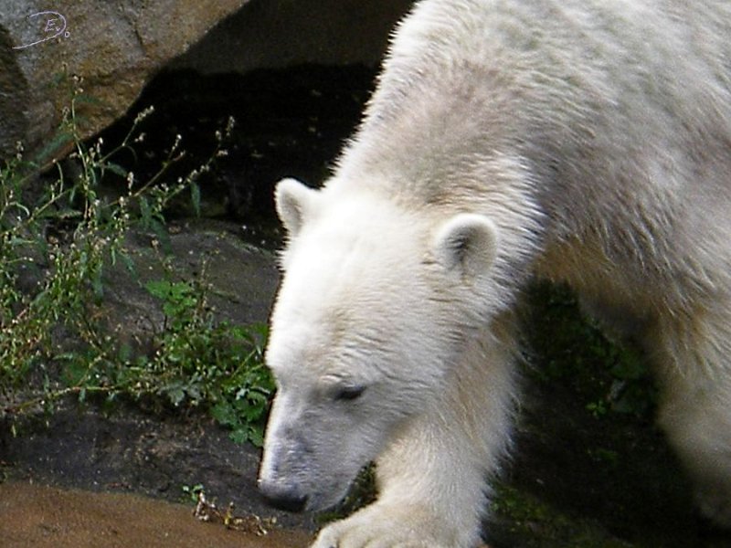 Knut_Sept08_big_14.jpg - Meine Knut Bilder
