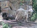 Knut_Sept08_big_01