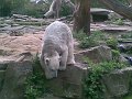 Knut_Sept08_big_04