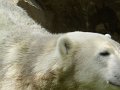 Knut_Sept08_big_06