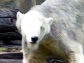Knut_Sept08_big_07