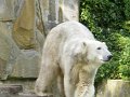 Knut_Sept08_big_09