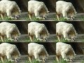 Knut_Sept08_big_16