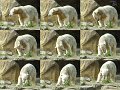 Knut_Sept08_big_21