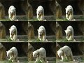 Knut_Sept08_big_22