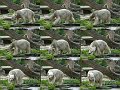 Knut_Sept08_big_23