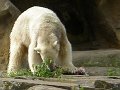Knut_Sept08_big_26