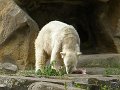 Knut_Sept08_big_28