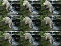 Knut_Sept08_big_33