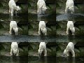 Knut_Sept08_big_37