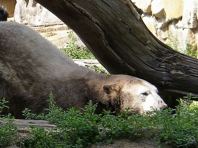 Knut_August10_big_02.jpg - Es geht alles ein wenig langsam :-)