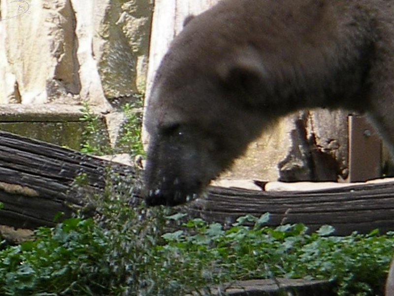 Knut_August10_big_11.jpg - so tief ist doch das Wasser hier gar nicht...