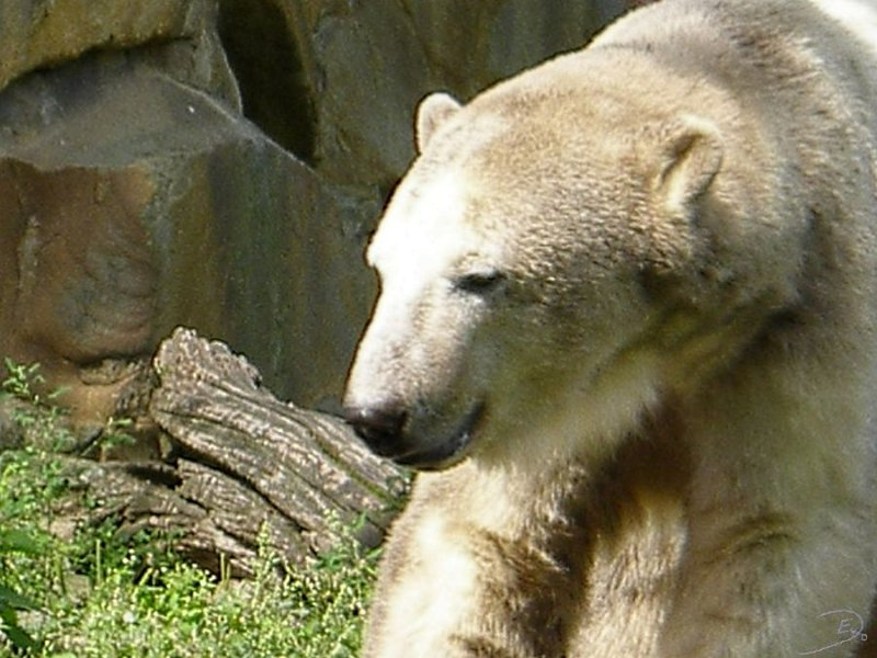Knut_August10_big_17.jpg - Das Futter ist nicht mehr fern und die nächsten Bilder lasse ich ohne Kommentar :-)