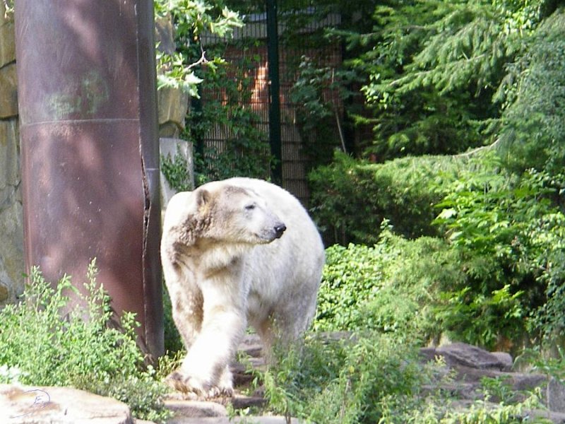 Knut_August10_big_19.jpg - Meine Knut Bilder