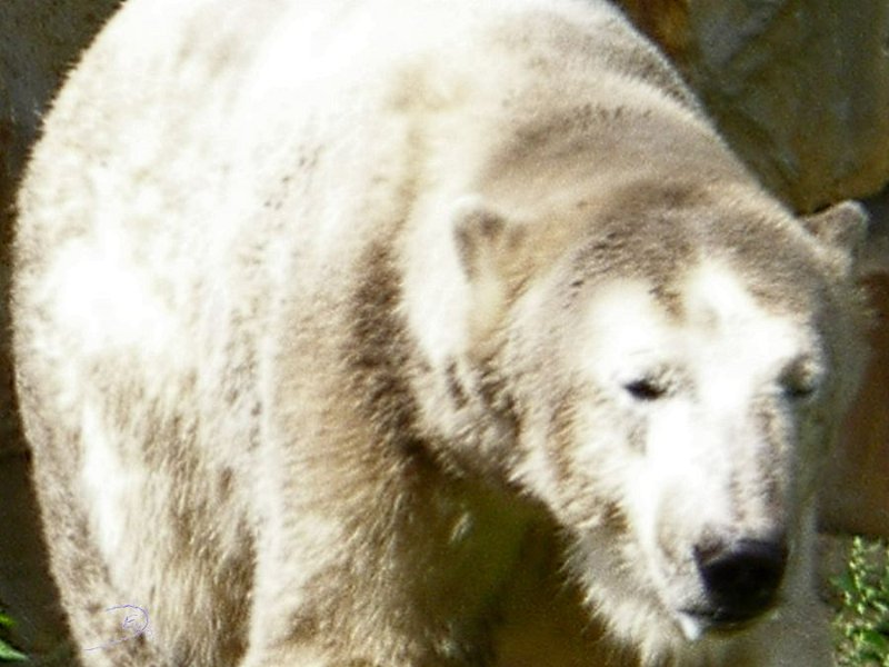 Knut_August10_big_25.jpg - Meine Knut Bilder