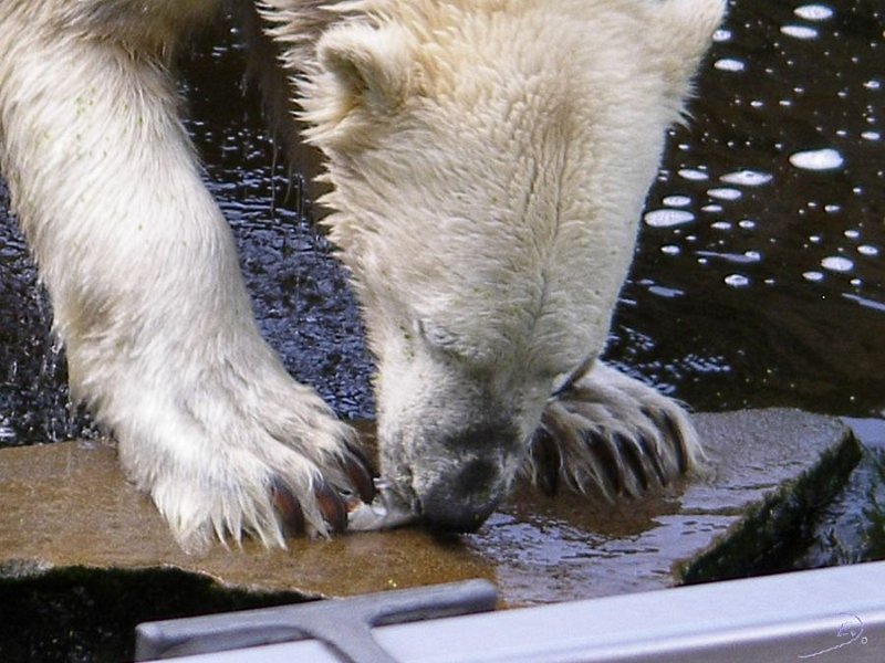 Knut_August10_big_49.jpg - und Fisch natürlich
