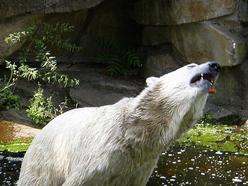 Knut_August10_big_54.jpg - Meine Knut Bilder