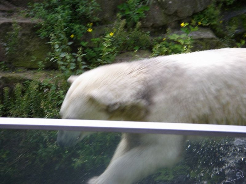 Knut_August10_big_58.jpg - Na, dann einfach mal springen