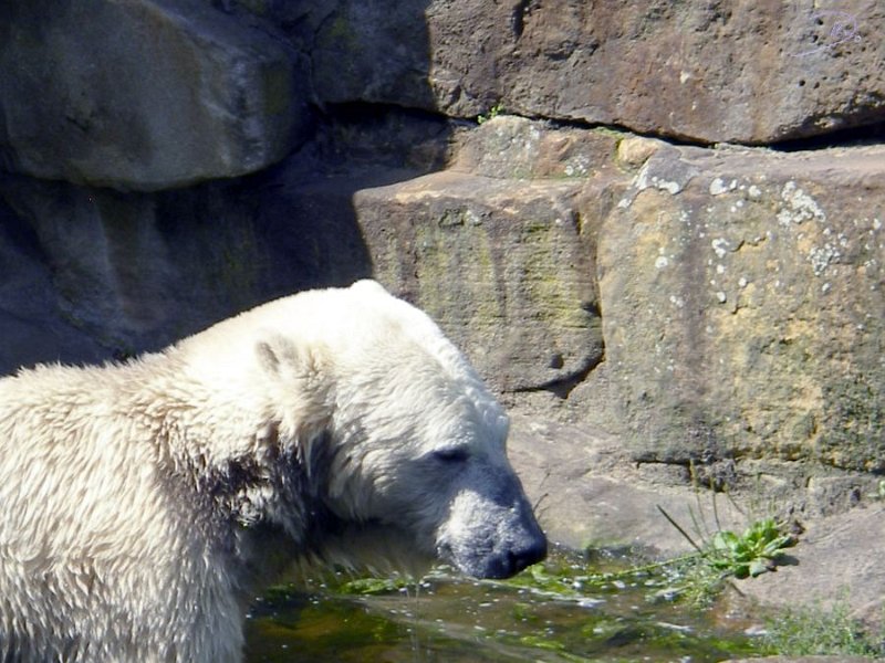 Knut_August10_big_67.jpg - Meine Knut Bilder